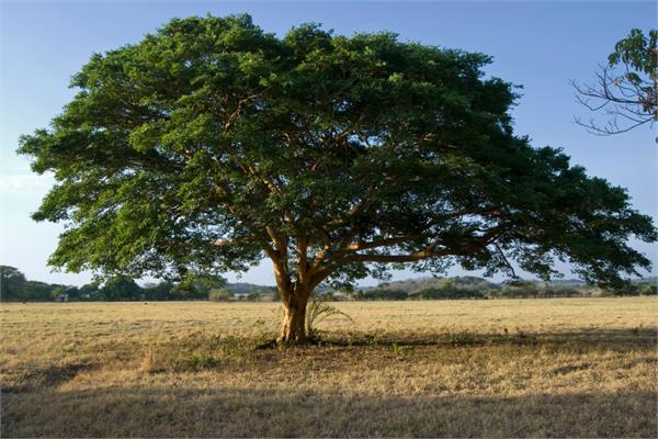 Copaiba Balsam Essential Oil