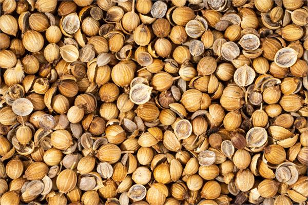 Coriander Seed Essential Oil