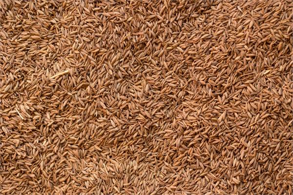 Cumin Seed Essential Oil