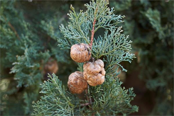 Cypress Essential Oil 