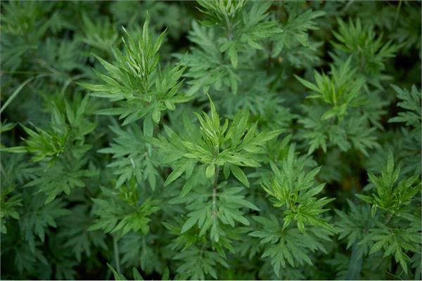 Davana Essential Oil