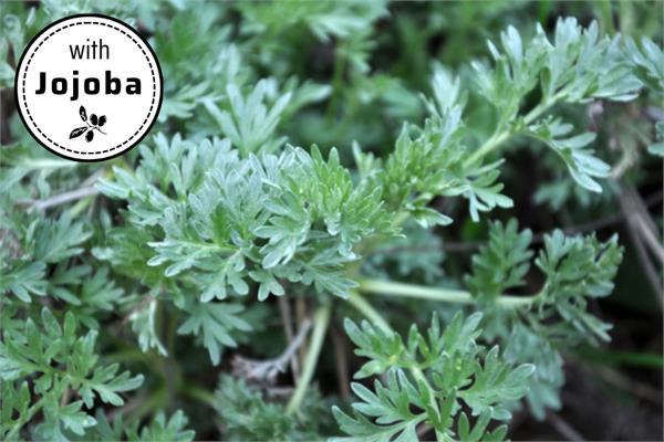 Davana in Jojoba