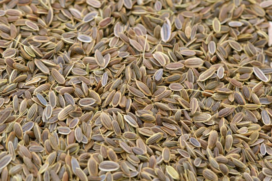 Dill Seed Essential Oil from Ahimsa Oils