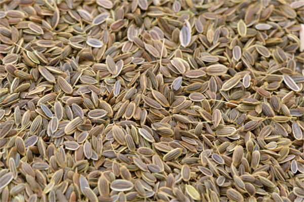 Dill Seed Essential Oil