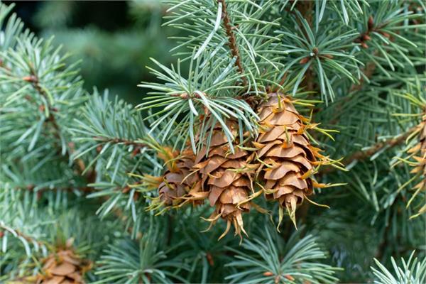 Douglas Fir Essential Oil