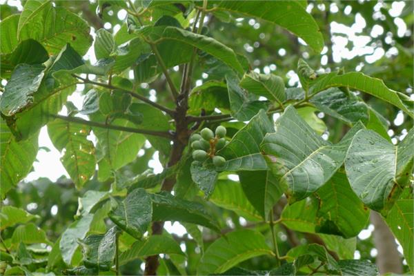 Elemi Essential Oil