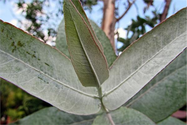 Eucalyptus, Lemon Scented Ironbark Essential Oil