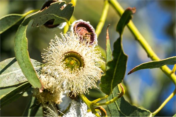 Eucalyptus, Peppermint Gum Essential Oil