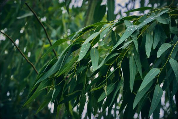 Eucalyptus, Radiata Essential Oil