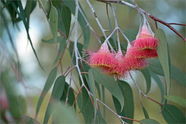 Eucalyptus, Strawberry Gum