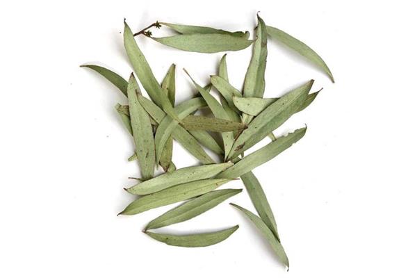 Eucalyptus Essential Oil 