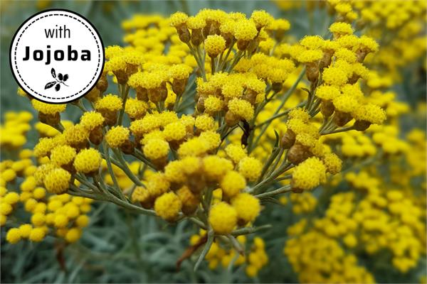 Everlast / Immortelle in Jojoba