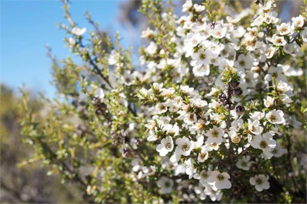 Fragonia Essential Oil 