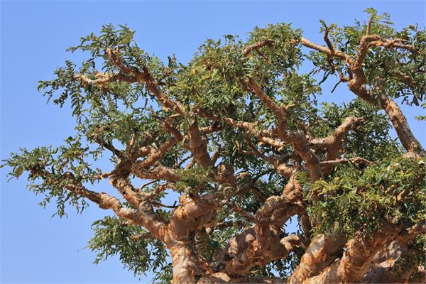 Frankincense (Olibanum) Essential Oil
