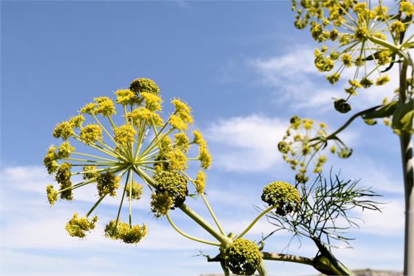 Galbanum Essential Oil-5ml size 