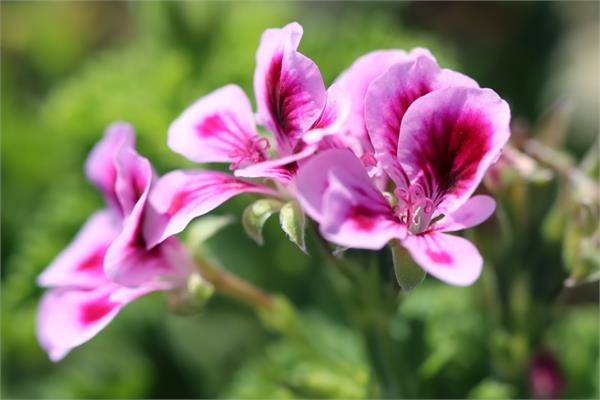 Geranium, Bourbon Essential Oil