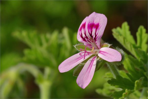 Geranium Essential Oil (Egypt) 
