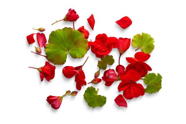 Geranium Essential Oil