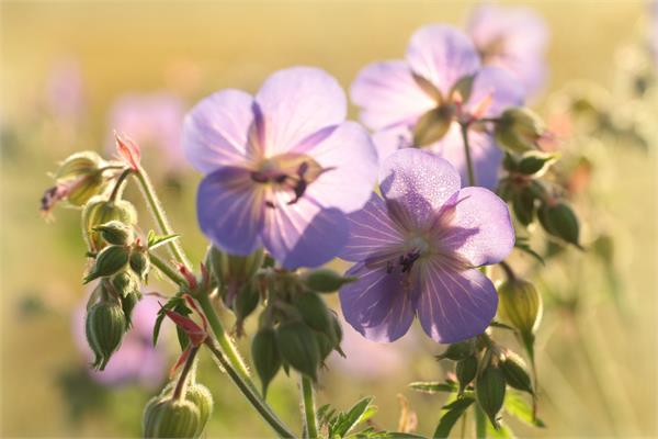 Geranium Grace