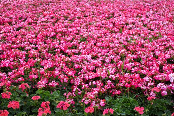 Geranium Tranquility Blend