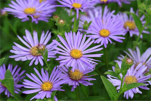 German Chamomile Essential Oil