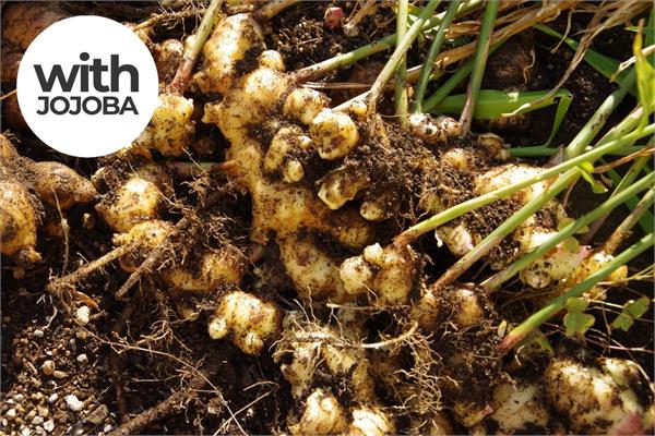 Ginger, CO2 Extracted in Jojoba