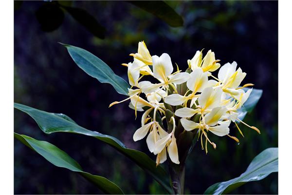 Ginger Lily Essential Oil