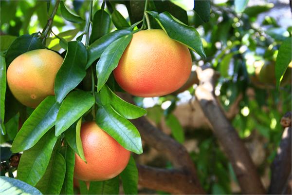 Grapefruit Essential Oil (White, Cold Pressed)