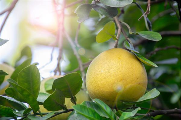 Grapefruit Essential Oil (White, Distilled)