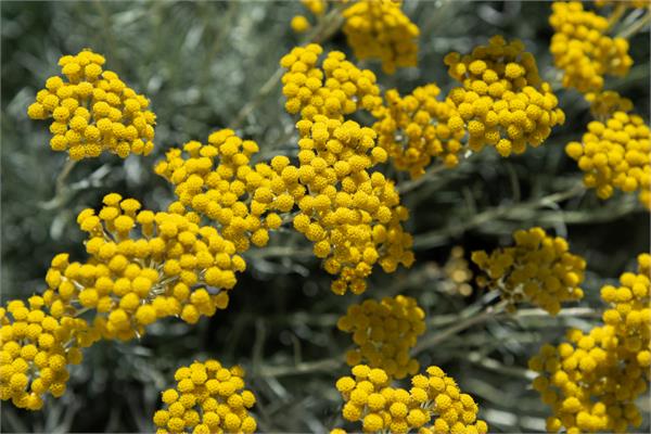 Helichrysum/Immortelle Essential Oil (Italy)