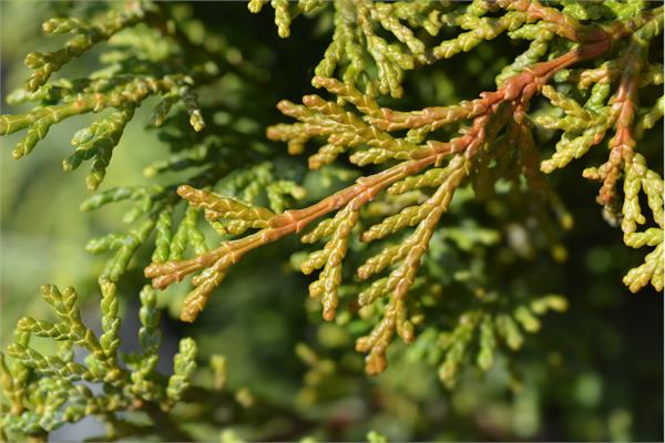 Hinoki Essential Oil (Japanese Cypress)
