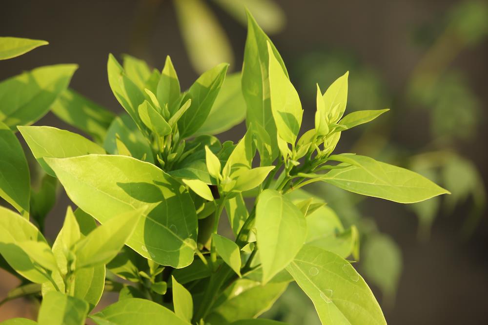 Ho Leaf Essential Oil from Ahimsa Oils