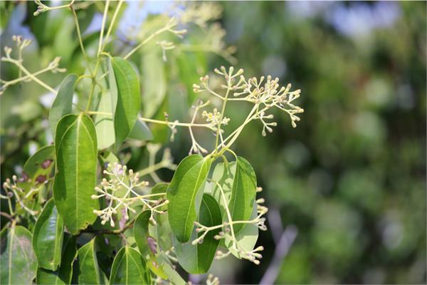 Ho Wood Essential Oil