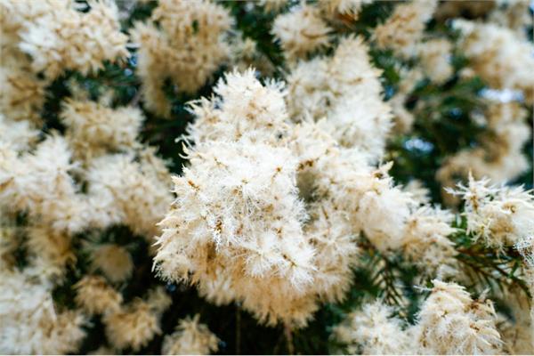 Honey Myrtle Essential Oil