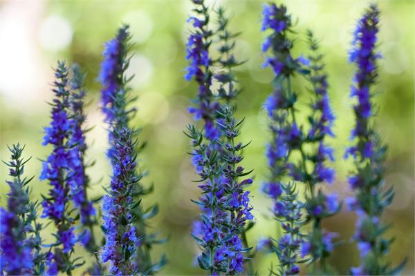 Hyssop Essential Oil (ct. Linalool) 