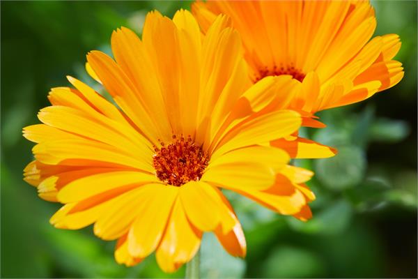 Infused Calendula in Almond Oil
