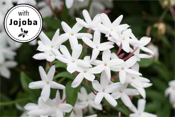 Jasmin Absolute in Jojoba