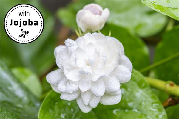 Jasmin Sambac in Jojoba