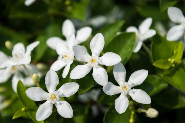 Jasmine Absolute 