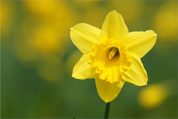 Jonquil Absolute