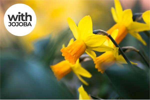 Jonquil Absolute in Jojoba