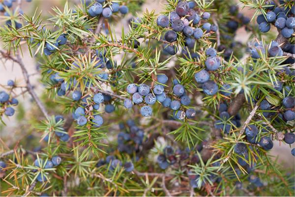 Juniper Berry Essential Oil