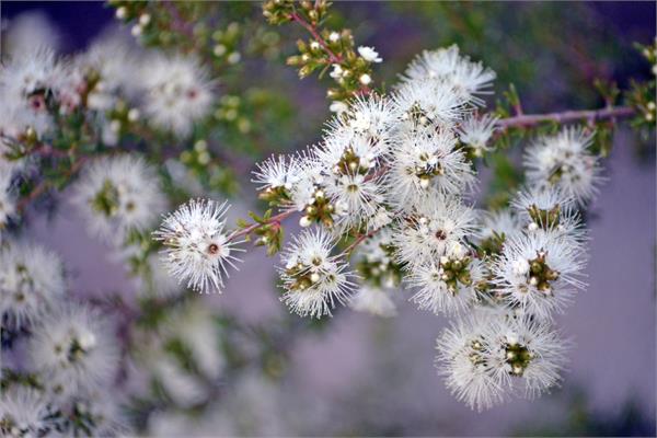 Kunzea Essential Oil (Southern Spring Flower) 