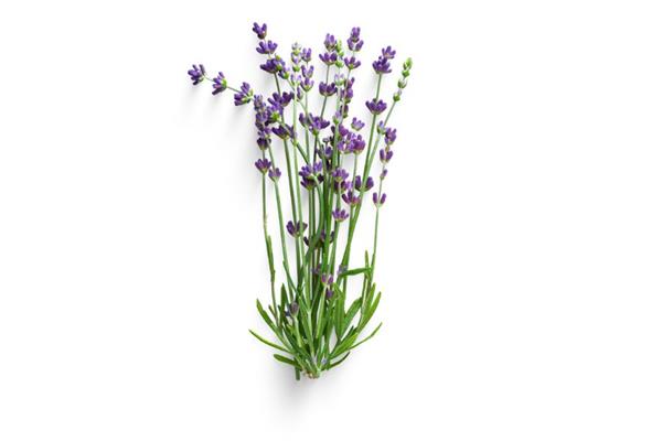 Lavandin Essential Oil