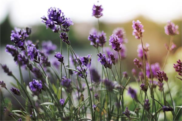 Lavender Absolute