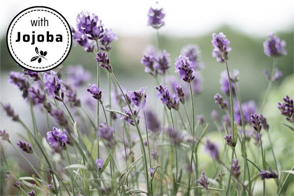 Lavender Absolute in Jojoba