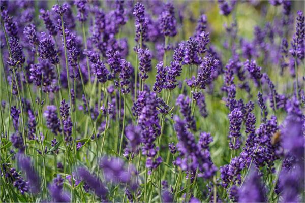 Lavender Essential Oil (Bulgaria)