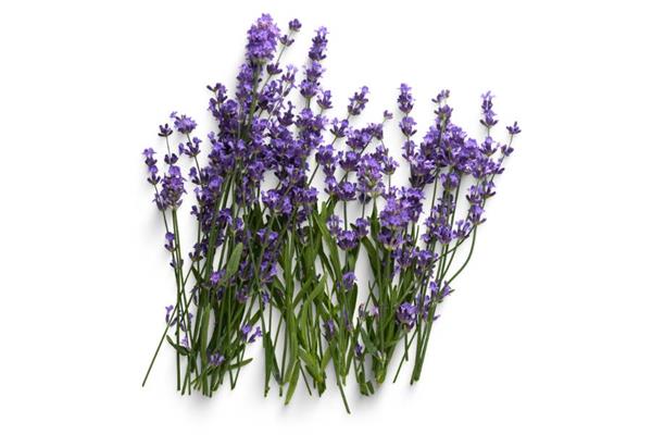 Lavender Essential Oil (French)