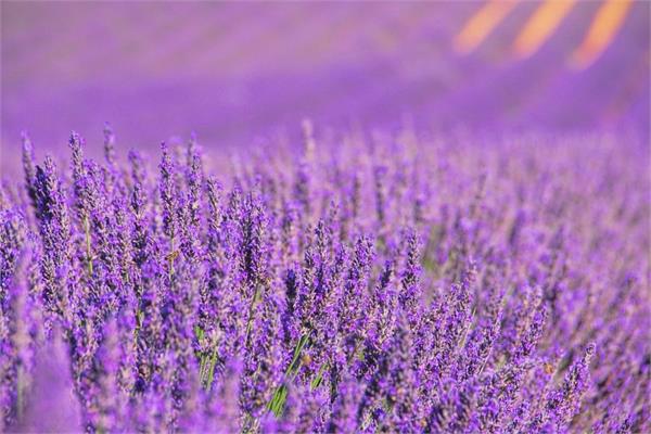 Lavender Essential Oil (Provence)