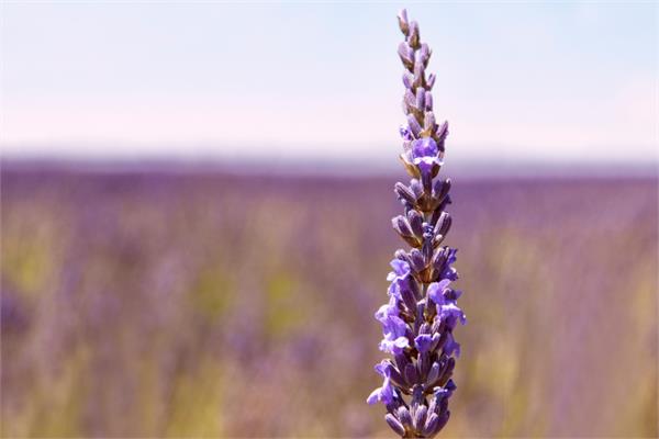 Lavender Spike Essential Oil